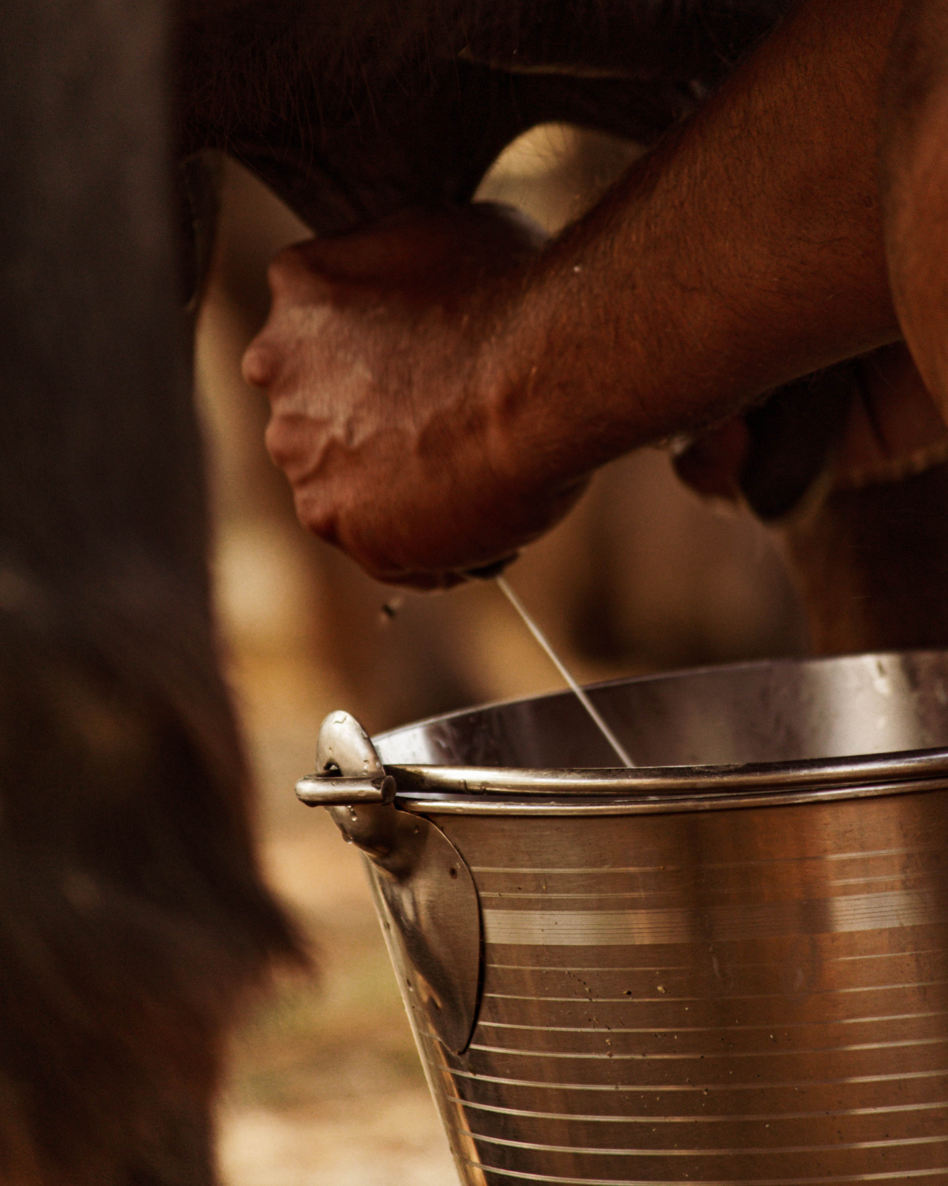 Star Farm's morning milk collection